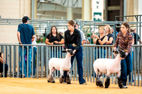 Sheep Show- 2023-8387