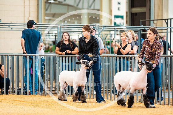 Sheep Show- 2023-8387