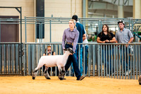 Sheep Show- 2023-8388