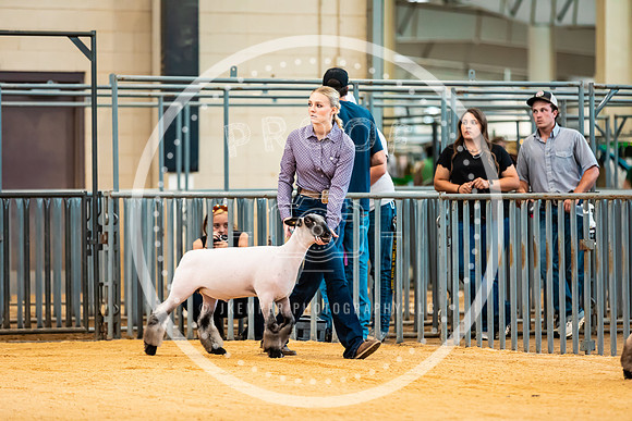 Sheep Show- 2023-8388