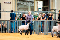 Sheep Show- 2023-8389