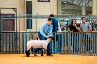 Sheep Show- 2023-8390