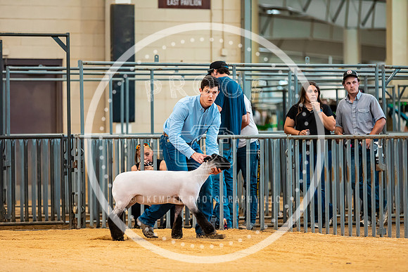 Sheep Show- 2023-8390