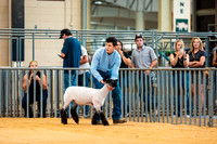Sheep Show- 2023-8391