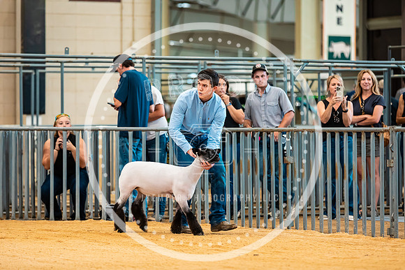 Sheep Show- 2023-8391