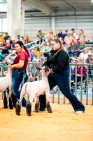 Sheep Show- 2023-8392
