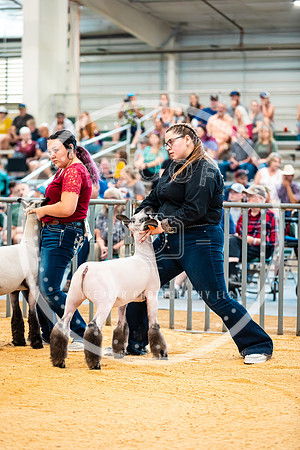 Sheep Show- 2023-8392