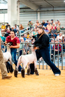 Sheep Show- 2023-8393
