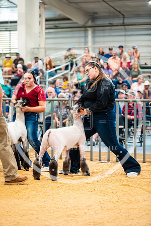 Sheep Show- 2023-8393