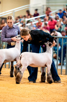 Sheep Show- 2023-8394