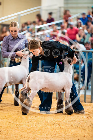 Sheep Show- 2023-8394