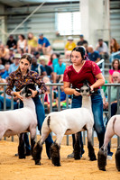 Sheep Show- 2023-8395