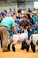Sheep Show- 2023-8396
