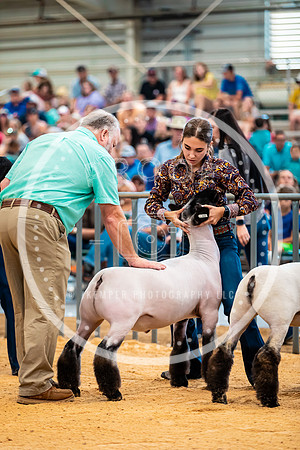 Sheep Show- 2023-8396