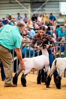 Sheep Show- 2023-8397