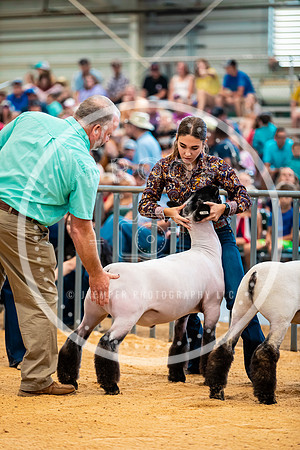 Sheep Show- 2023-8397