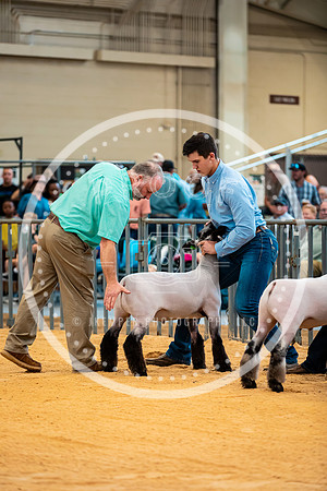 Sheep Show- 2023-8398