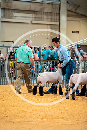 Sheep Show- 2023-8399