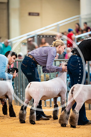Sheep Show- 2023-8400