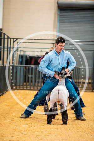 Sheep Show- 2023-8401