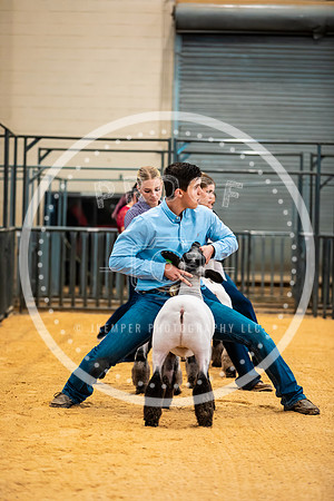 Sheep Show- 2023-8402