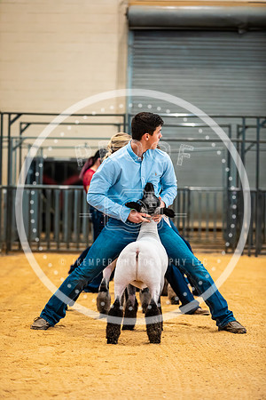 Sheep Show- 2023-8403