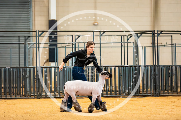 Sheep Show- 2023-8405