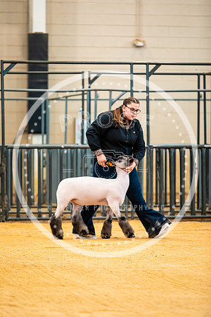 Sheep Show- 2023-8404