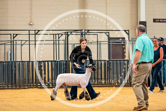Sheep Show- 2023-8406
