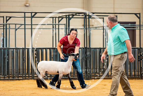 Sheep Show- 2023-8407