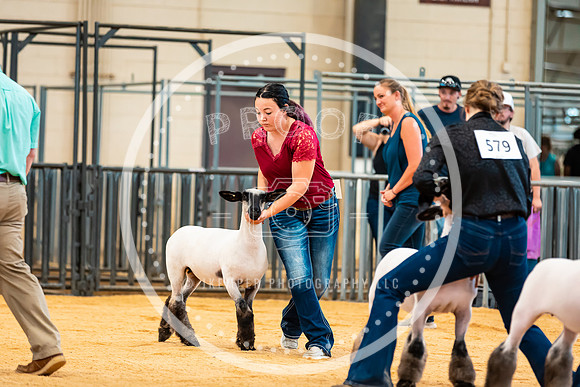 Sheep Show- 2023-8408
