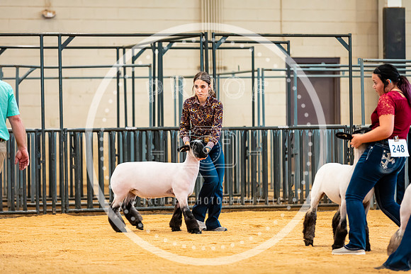 Sheep Show- 2023-8409