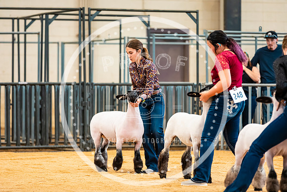 Sheep Show- 2023-8410
