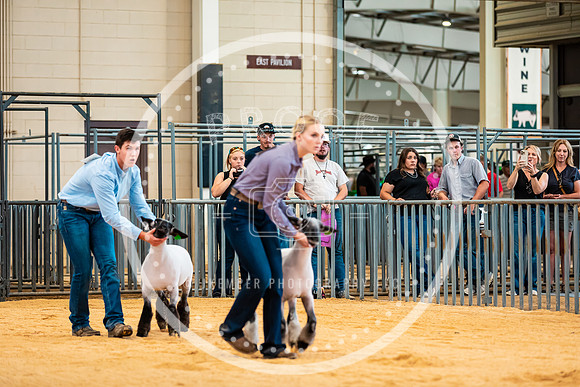 Sheep Show- 2023-8411