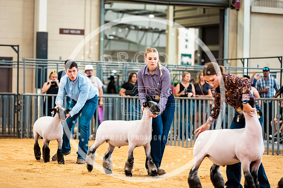 Sheep Show- 2023-8412