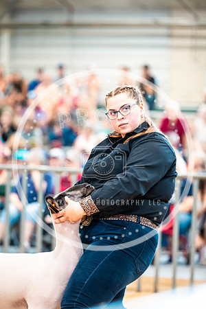 Sheep Show- 2023-8414