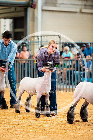 Sheep Show- 2023-8415