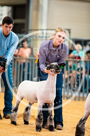 Sheep Show- 2023-8416