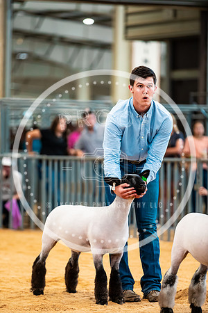 Sheep Show- 2023-8418