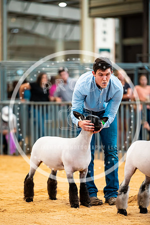 Sheep Show- 2023-8417