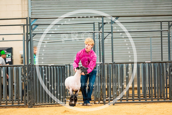 Sheep Show- 2023-8419