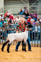 Sheep Show & Peewee