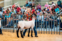 Sheep Show- 2023-8647