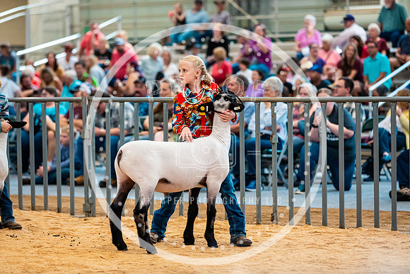 Sheep Show- 2023-8647