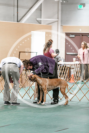 2024 4-H Dog Show SATURDAY-7287