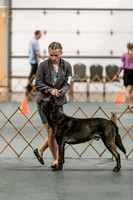 2024 4-H Dog Show SATURDAY-7245