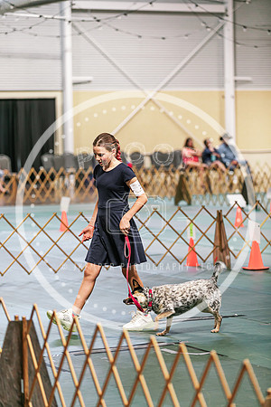 2024 4-H Dog Show SATURDAY-7305