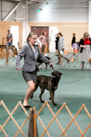 2024 4-H Dog Show SATURDAY-7254