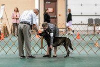 2024 4-H Dog Show SATURDAY-7250