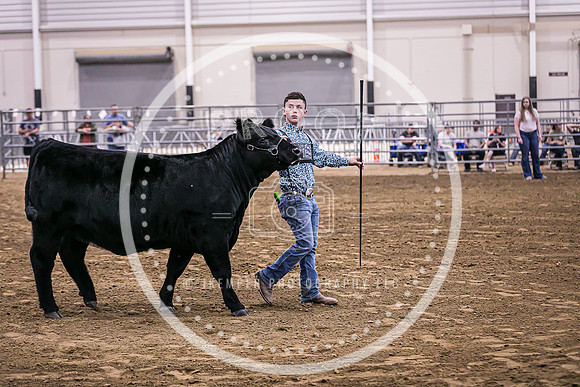 Beef Show-8467